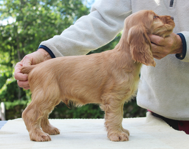 Deimos